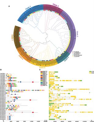 Comprehensive Genome-Wide Identification and Expression Profiling of Eceriferum (CER) Gene Family in Passion Fruit (Passiflora edulis) Under Fusarium kyushuense and Drought Stress Conditions